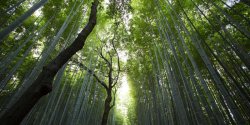 SQL语言XML函数如何处理结构化文档？SQL在企业数据交换中的转换技术有哪些