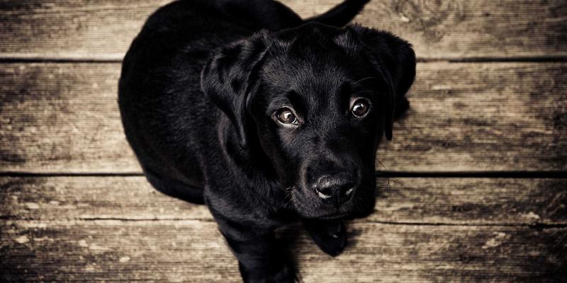 php调用听书插件怎样实现朗读语速微调?细调语速的实用方法