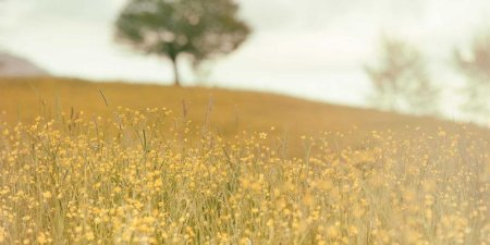 STL算法库中有哪些常用遍历方法 for_each与transform的典型应用怎么写